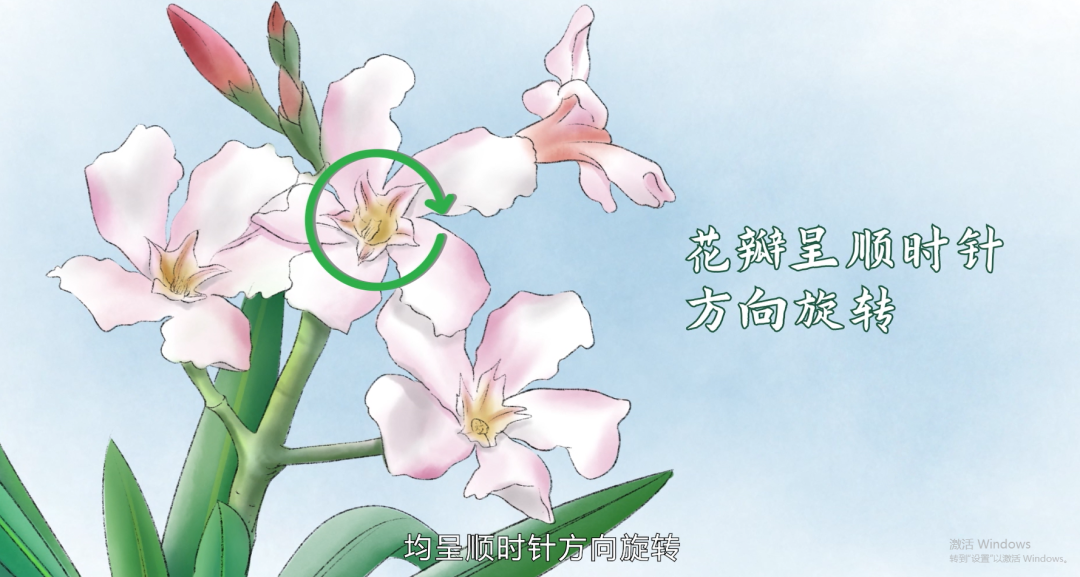 几片叶子即可致死，，，，，这莳植物还各处都是？？？？_万利国际